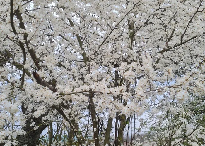 Apartment Ferienunterkunft Am Schloss